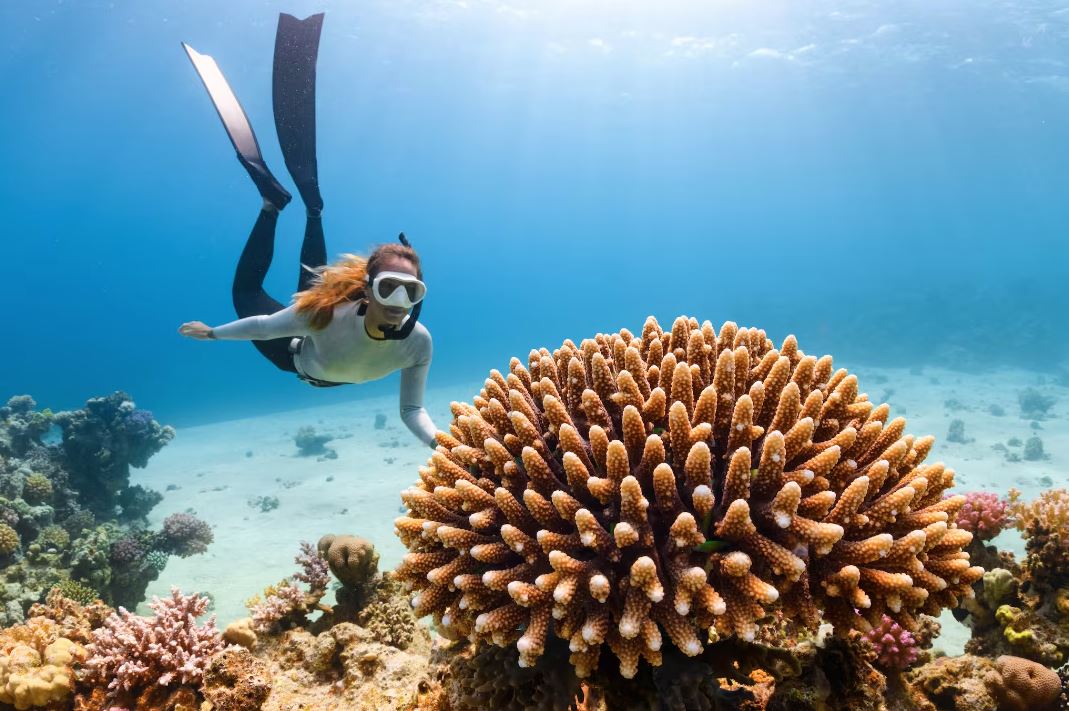 OceanicDepths Conservation and Policy header image